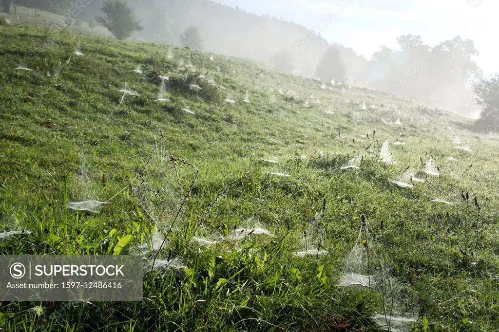 spider webs in meadow