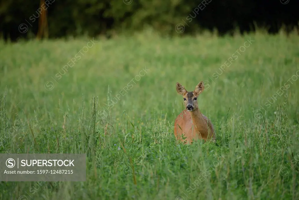 deer in Tuscany