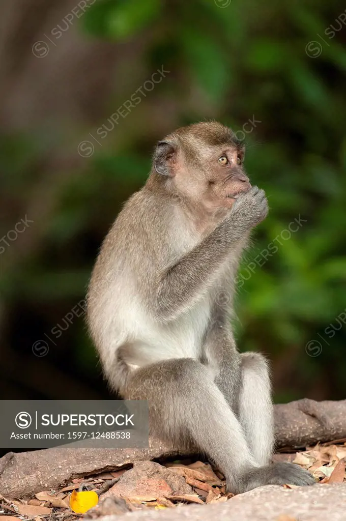Crab-eating Macaque, Macaca fascicularis