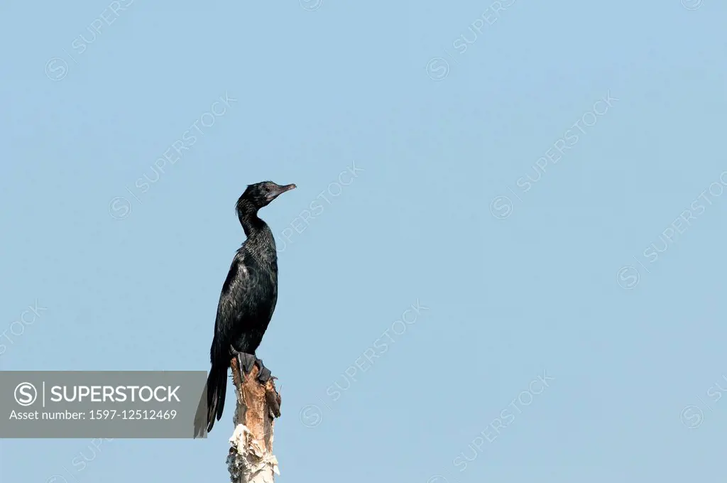 Little Cormorant, Thailand, Asia, Cormorant, bird, palmiped, phalacrocorax niger