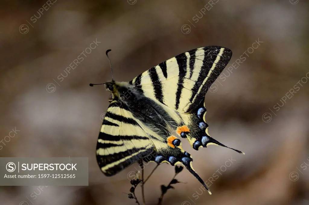 Sail Swallowtail, Iphiclides podalirius, butterfly