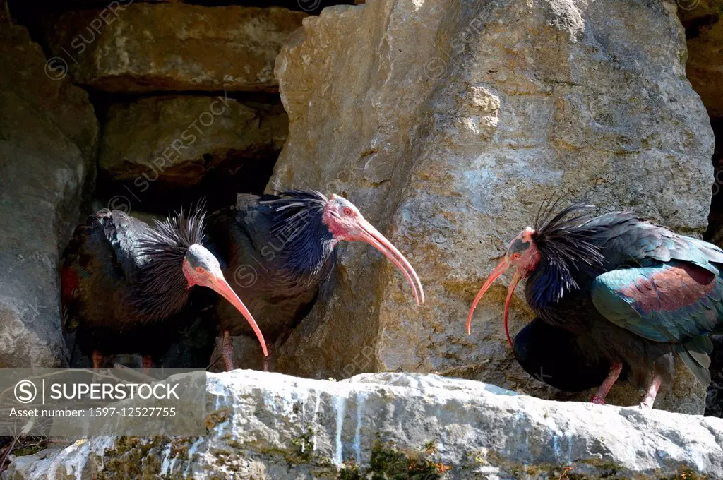 European ibis, Geronticus eremita