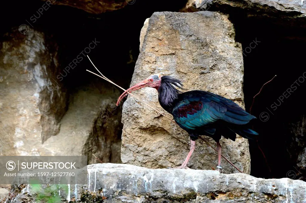 European ibis, Geronticus eremita