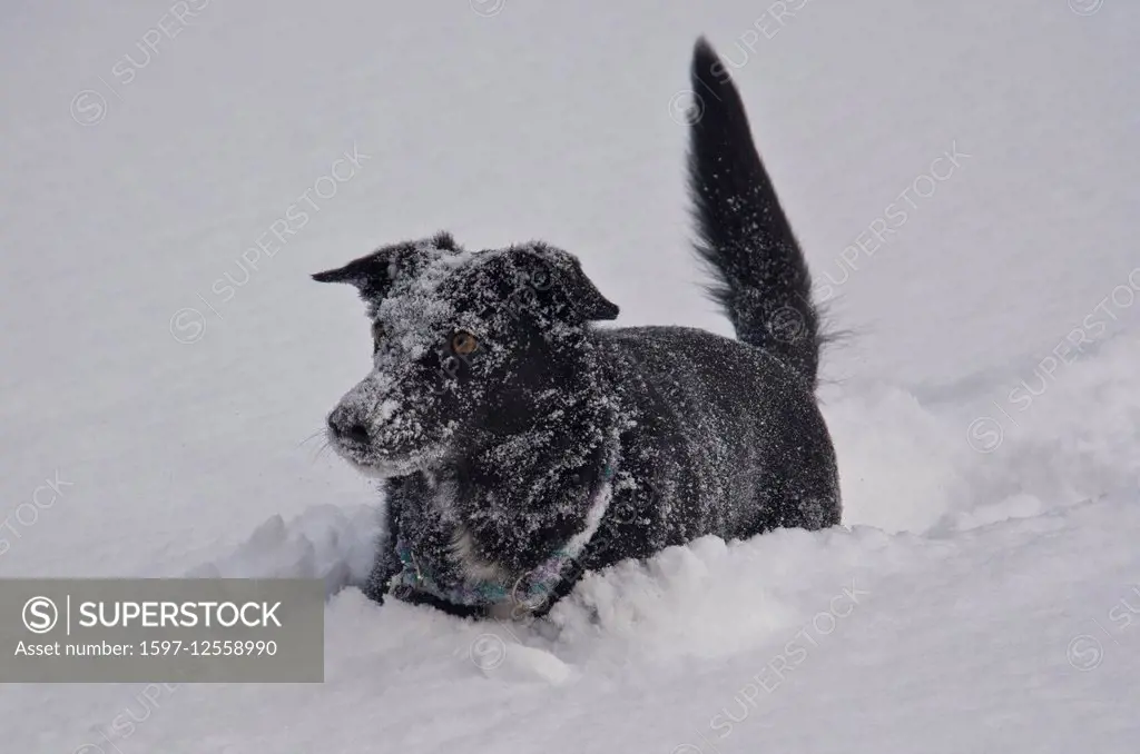 Labrador dog in winter