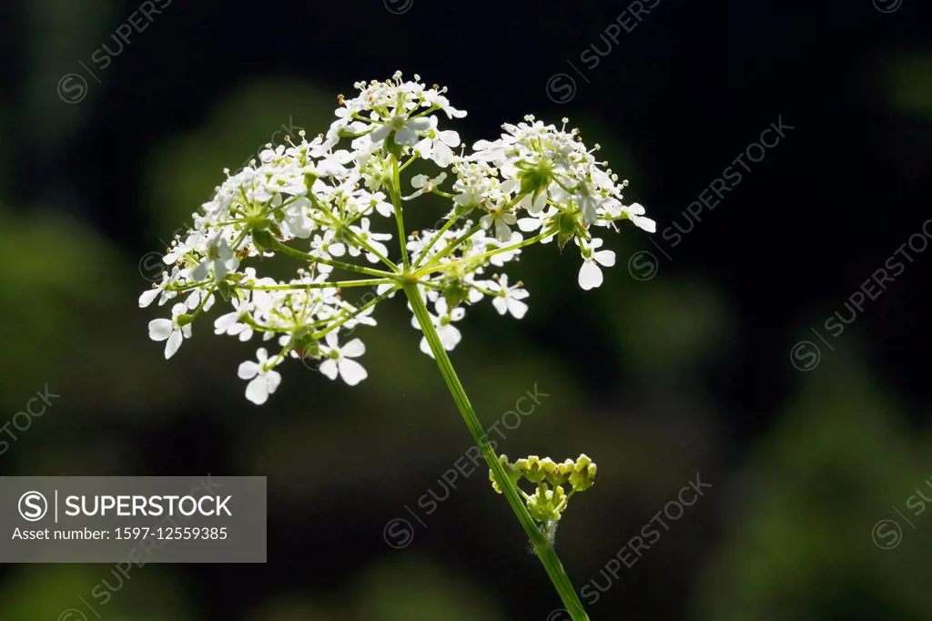 Anthriscus, flower