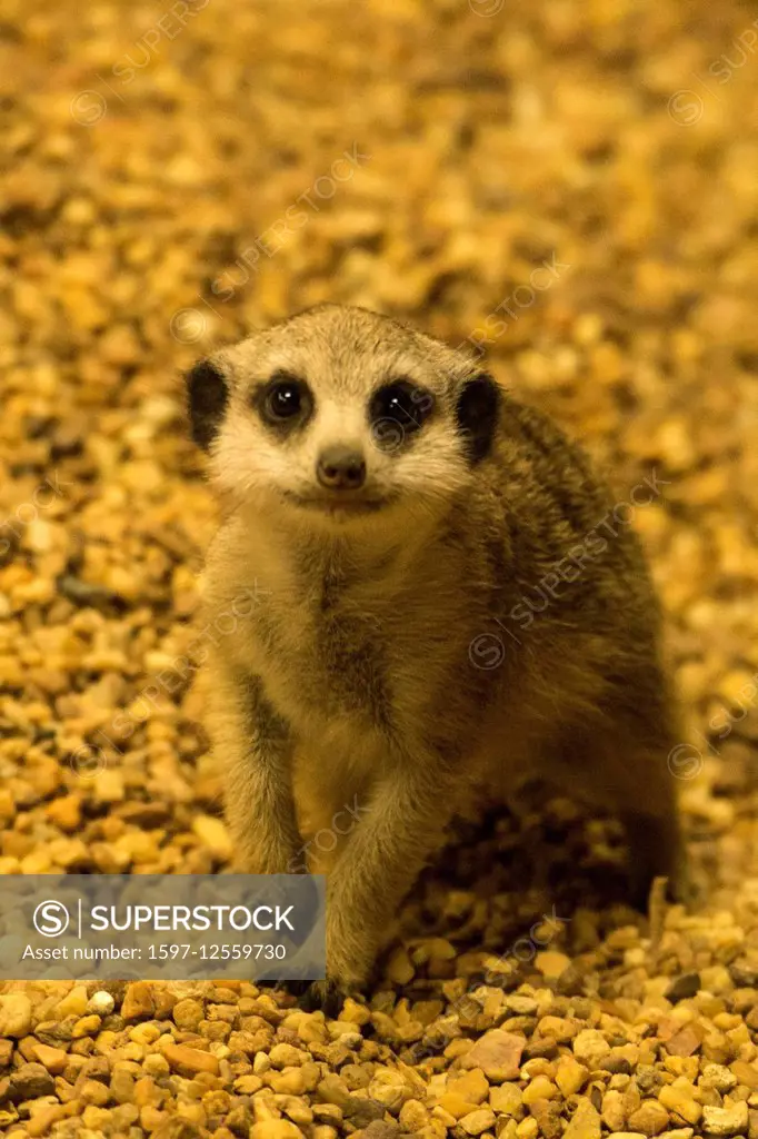 meerkat, suricata suricatta, animal