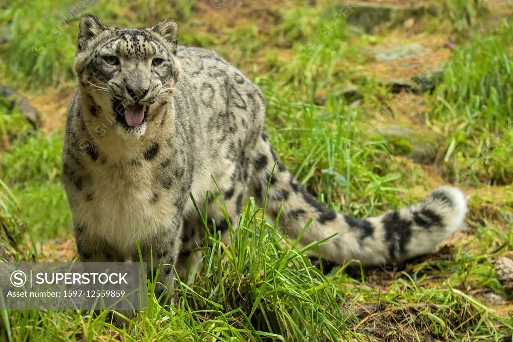 snow leopard, uncia uncia,