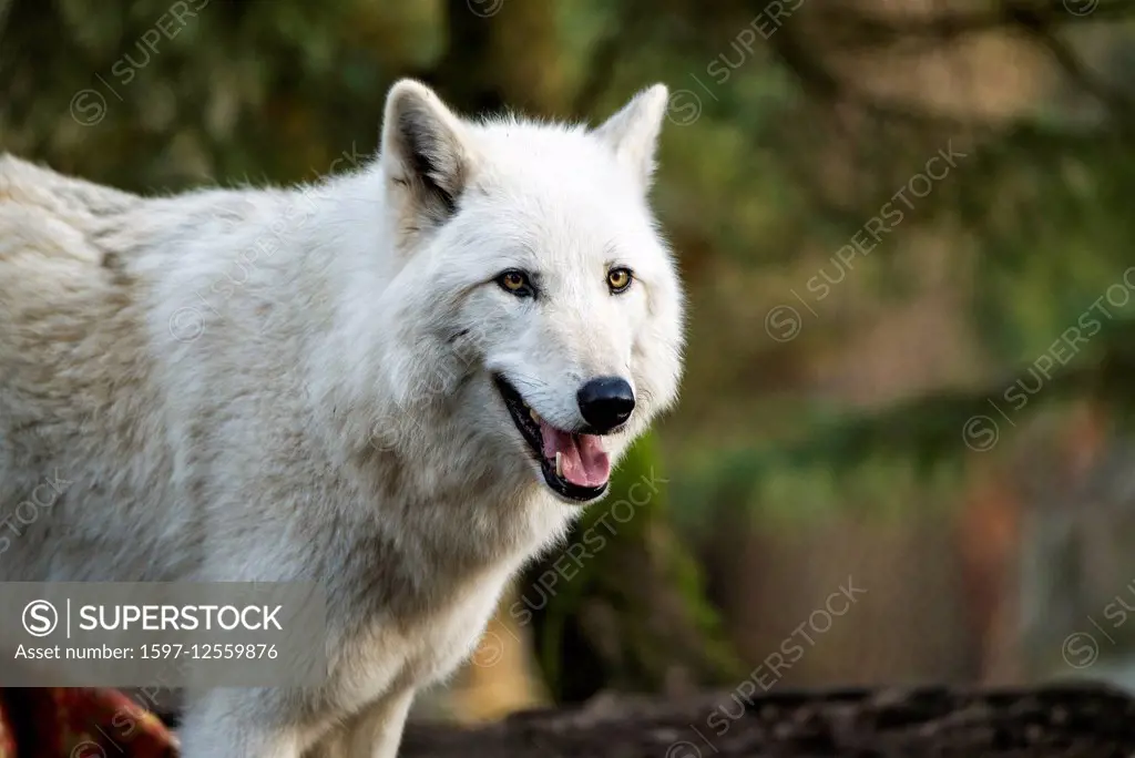 gray wolf, canis lupus