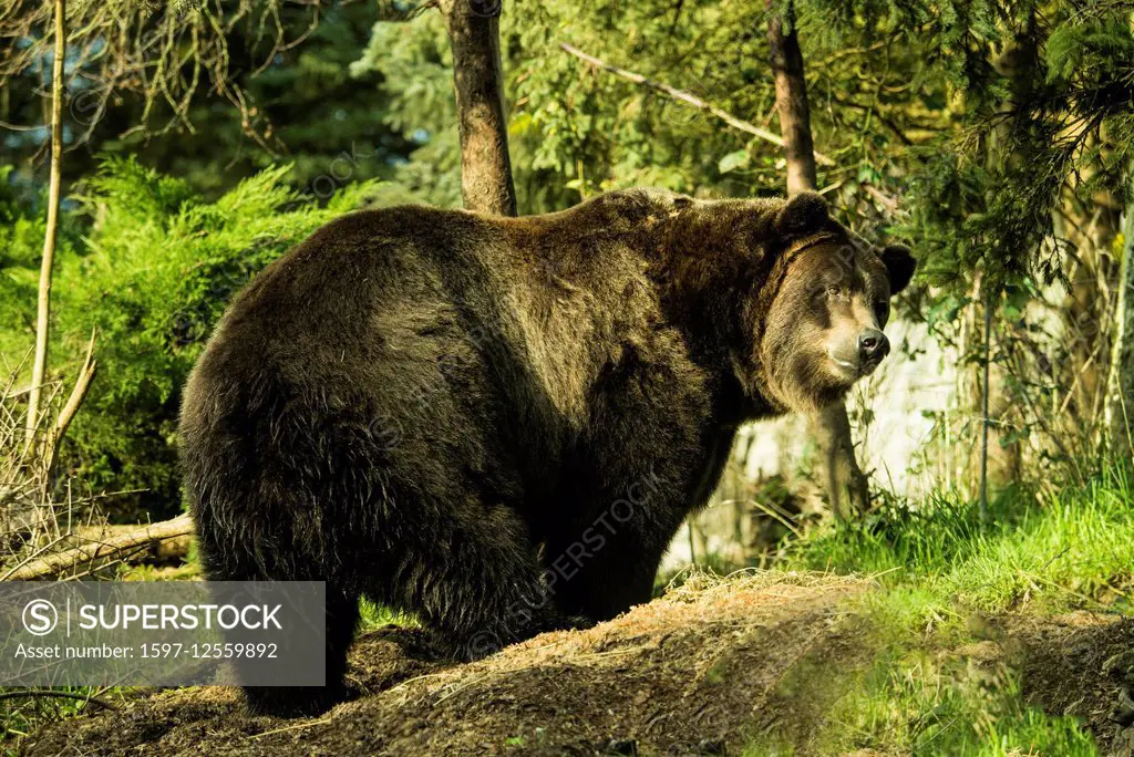 grizzly bear, ursus arctos
