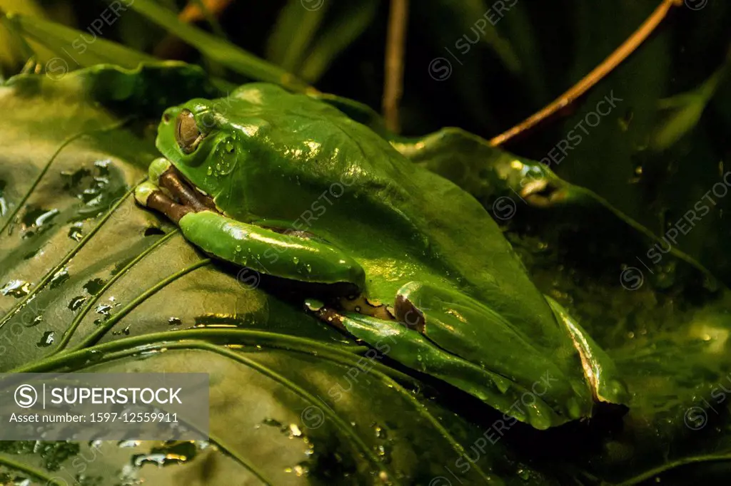 giant leaf frog, Phyllomedusa bicolor