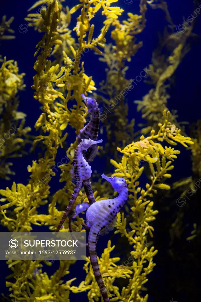 potbelly seahorse, Hippocampus abdominalis