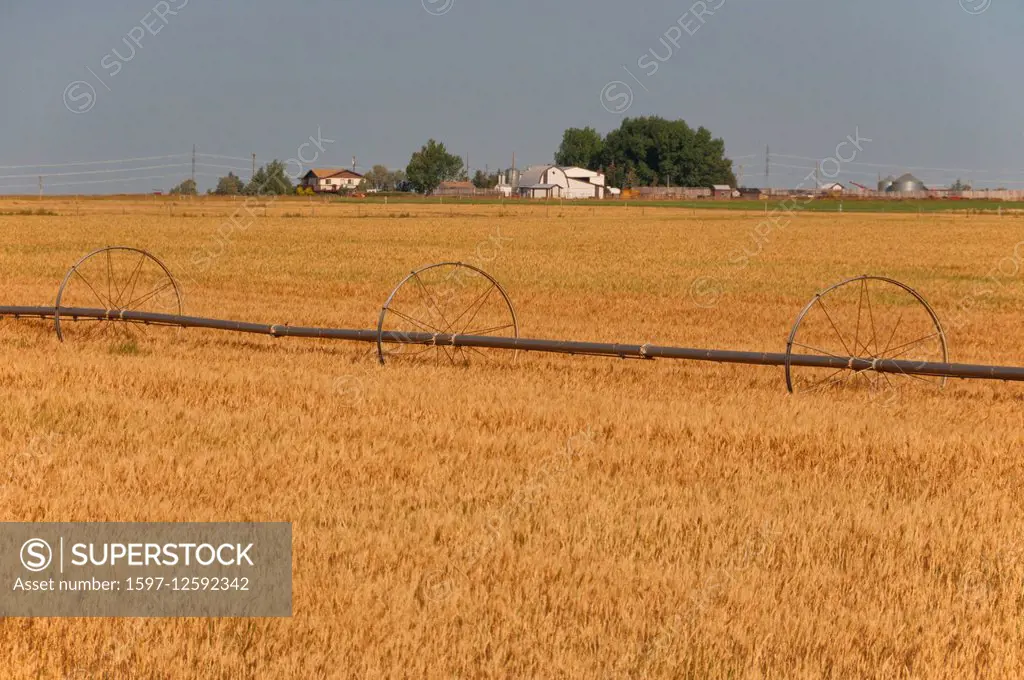 wheat farm in Alberta