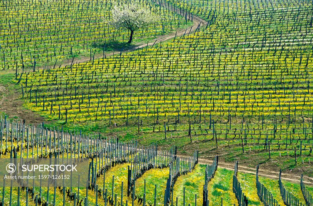 wine, vineyard, cultivation, outhouse, agriculture, series, picture series, seasons, spring, scenery, landscape, Italy