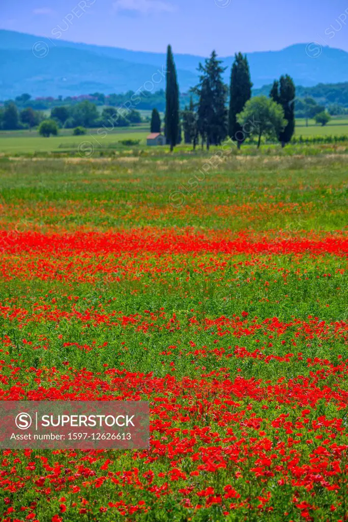 poppy fields in bloom in Tuscany