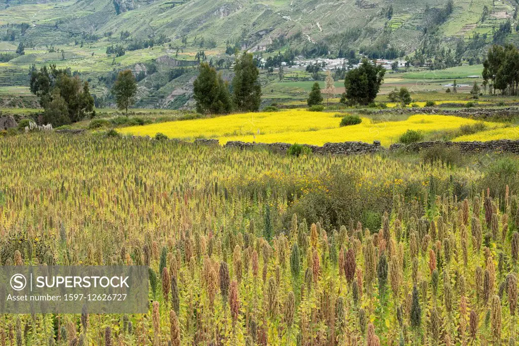 field in Colca Canyon in Peru
