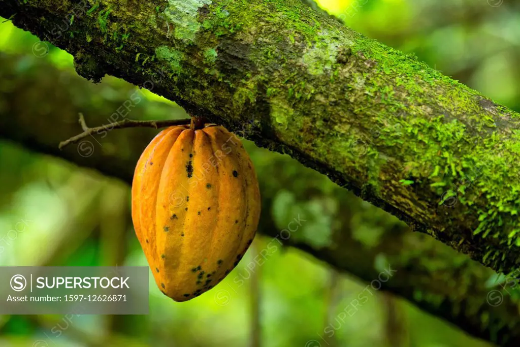 cocoa on tree