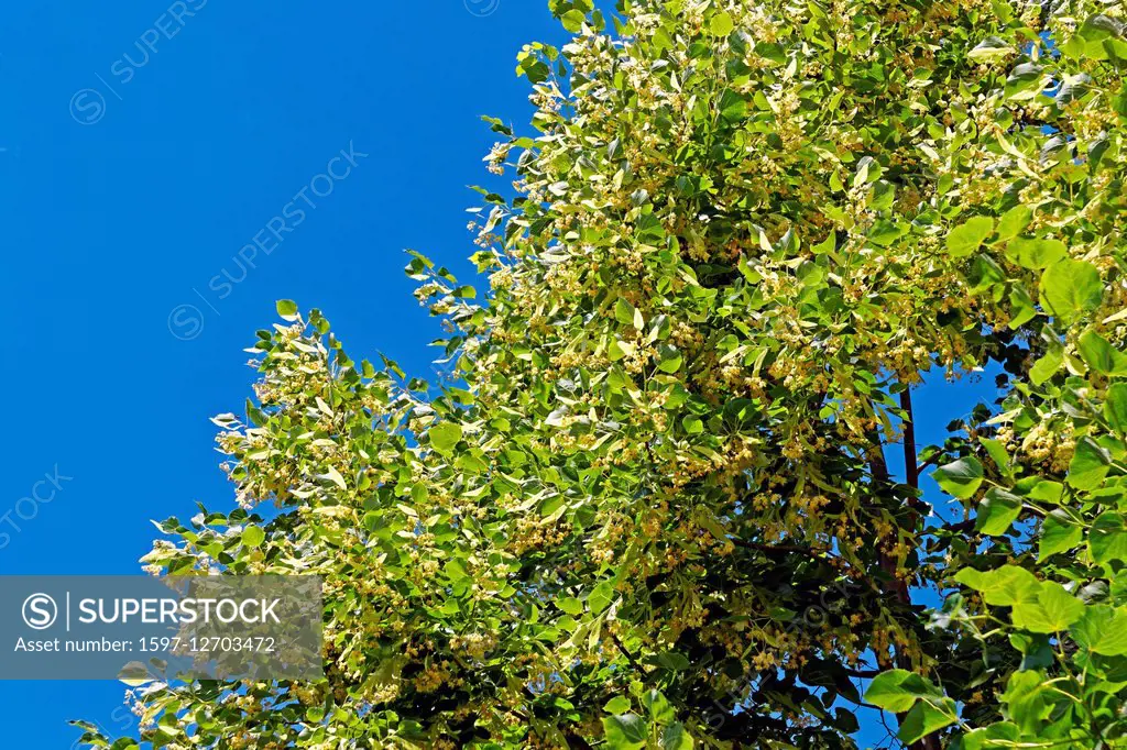 Tree, lime-tree, blossoms,