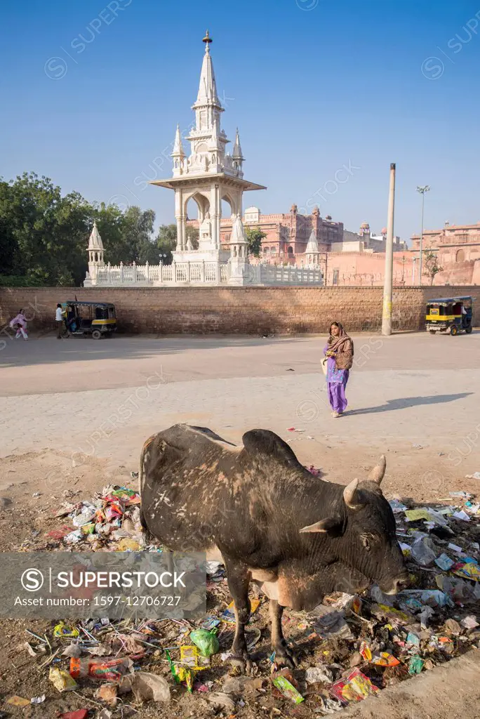 cow in Bikaner, Rajasthan,