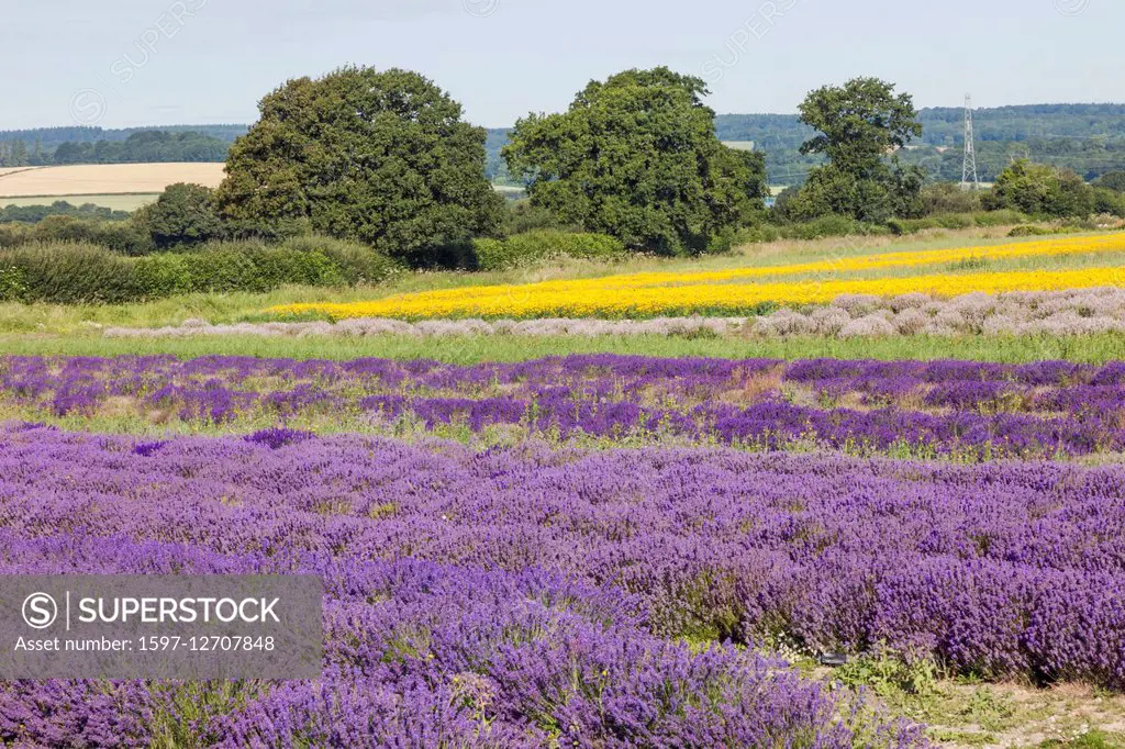 England, Hampshire, Lavender Fields