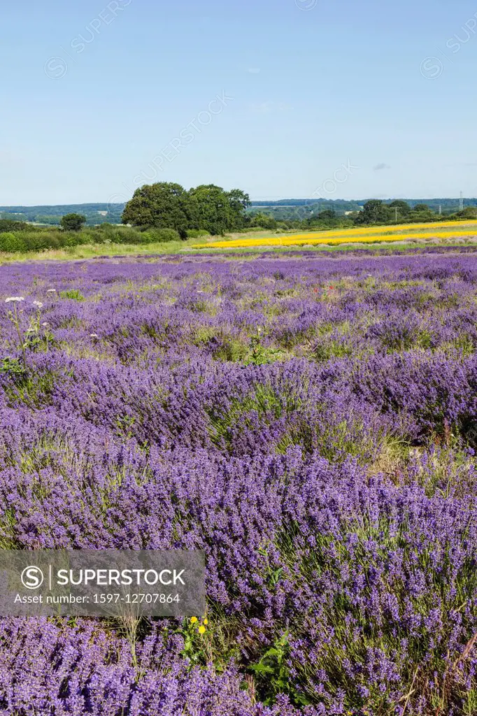 England, Hampshire, Lavender Fields