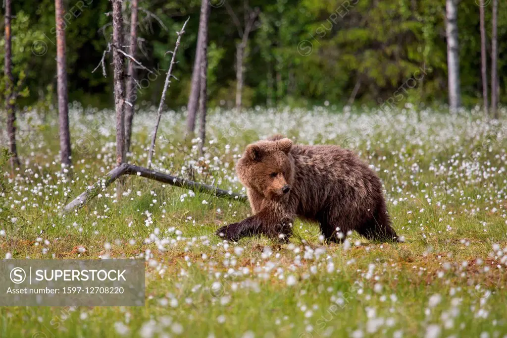 Bear in Finland