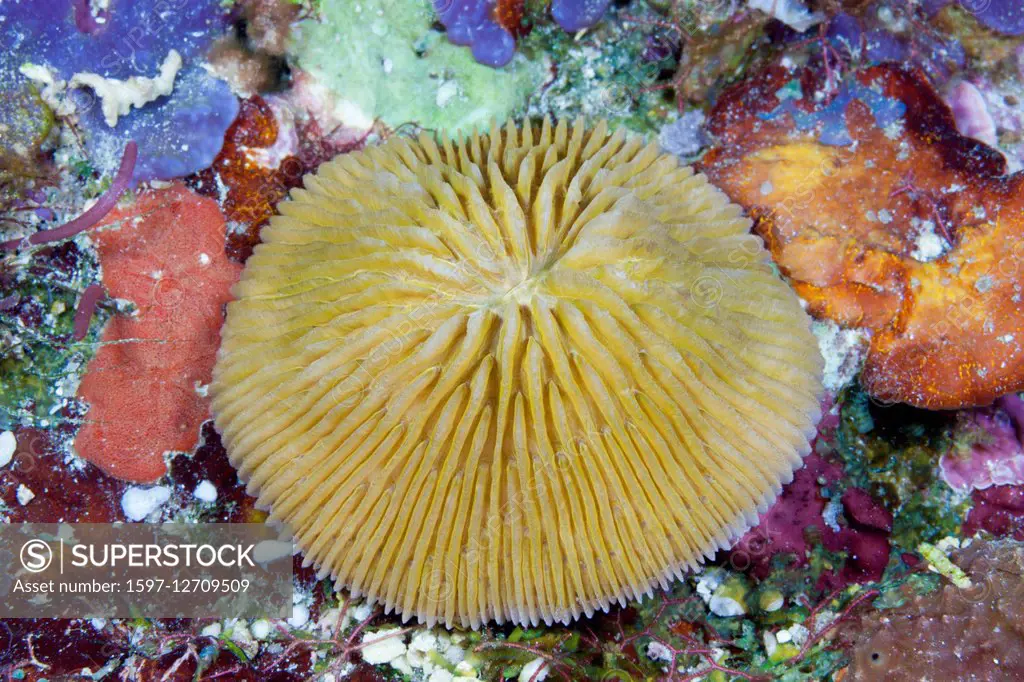 Mushroom Coral, Fungia fungites, Florida Islands, Solomon Islands
