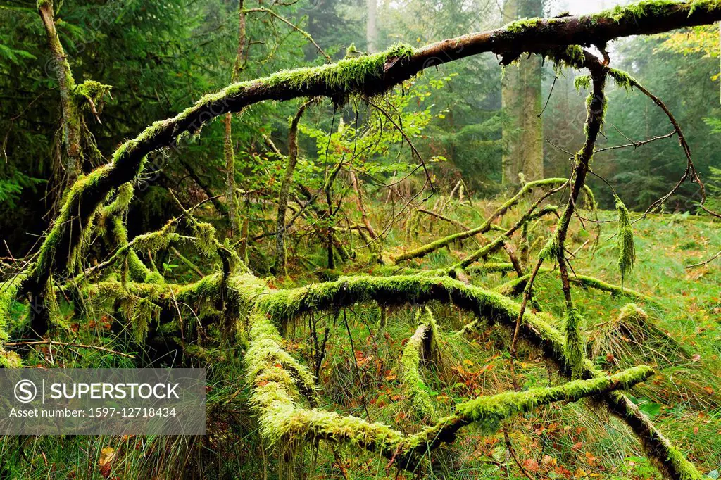 deadwood with moss on forest clearing