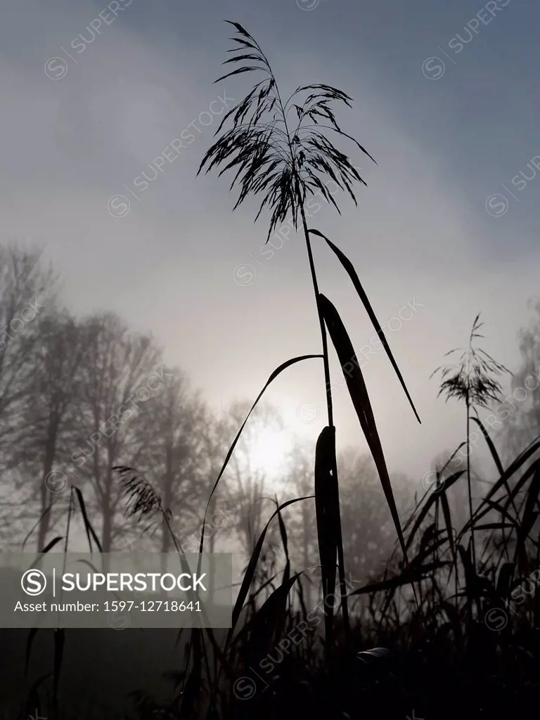 reed in the Hunzigenauin the canton of Berne