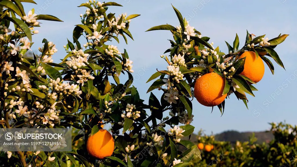 Orange grove in Crete in Crete