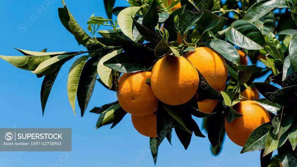 Orange grove in Crete