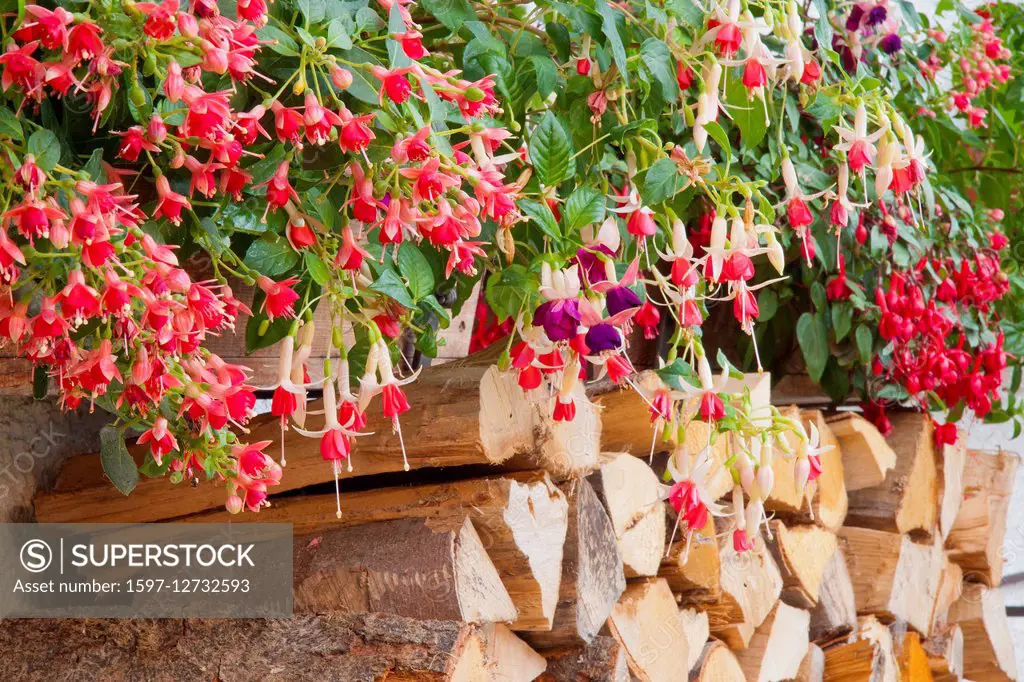 Fuchsia floral decoration