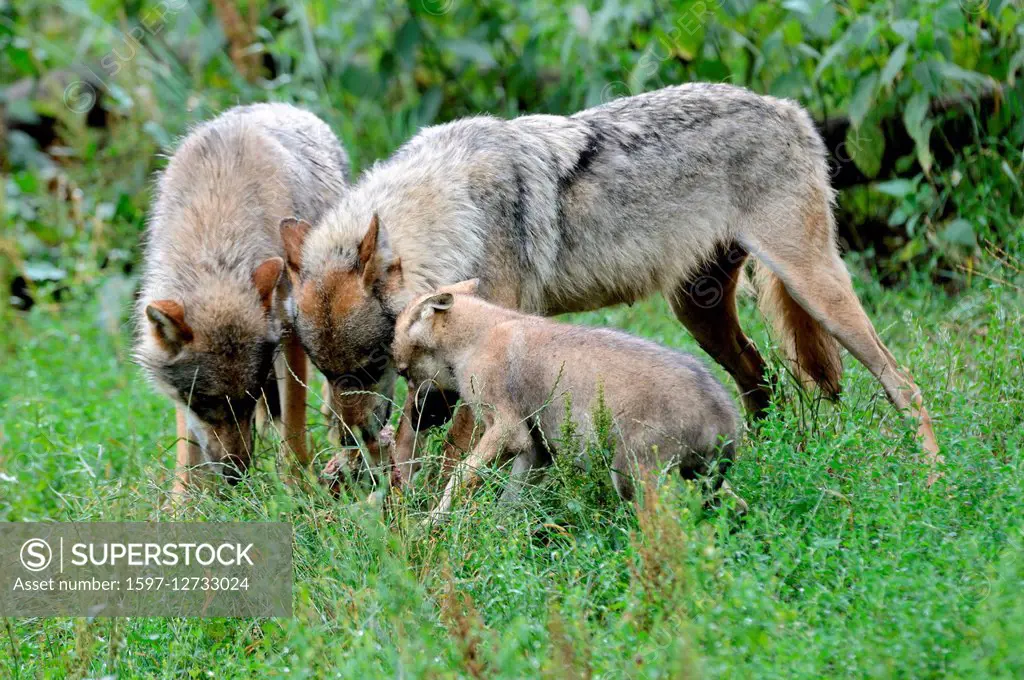 Wolves, Canis lupus