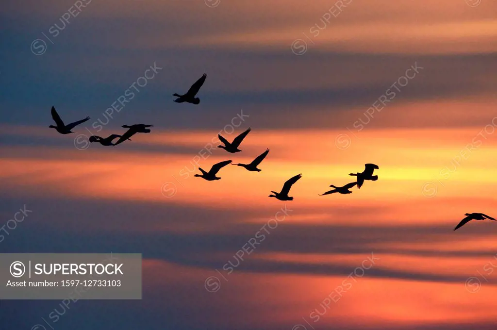 swarm of white-fronted geese, Anser albifrons