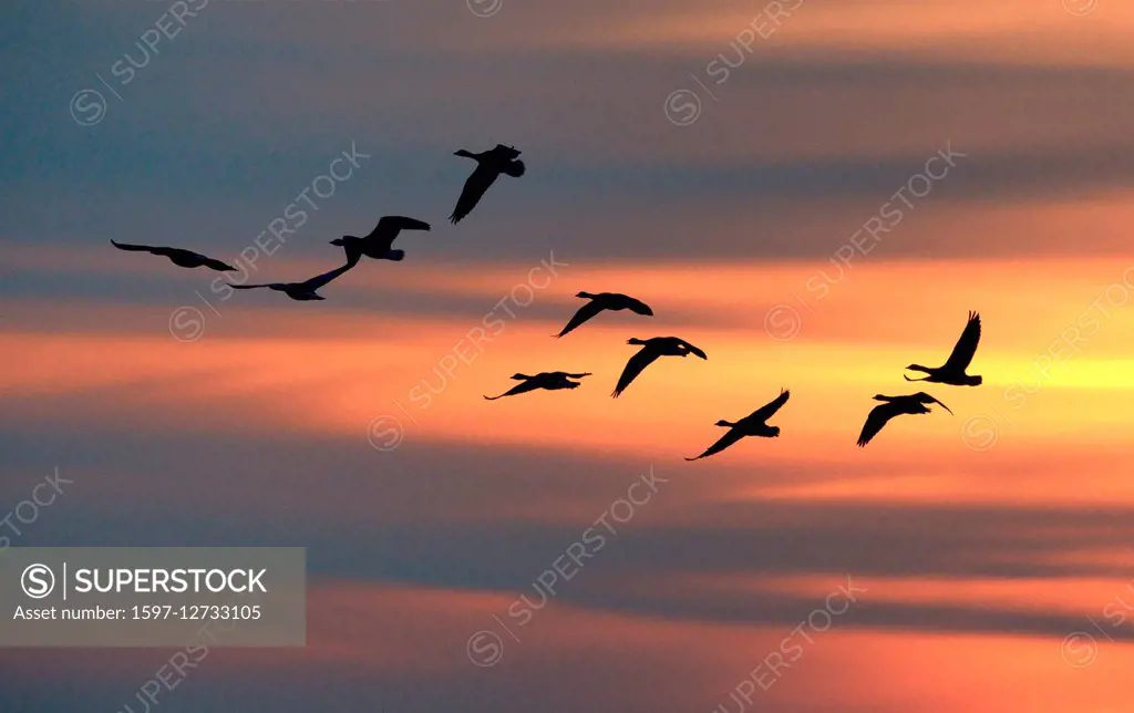 swarm of white-fronted geese, Anser albifrons