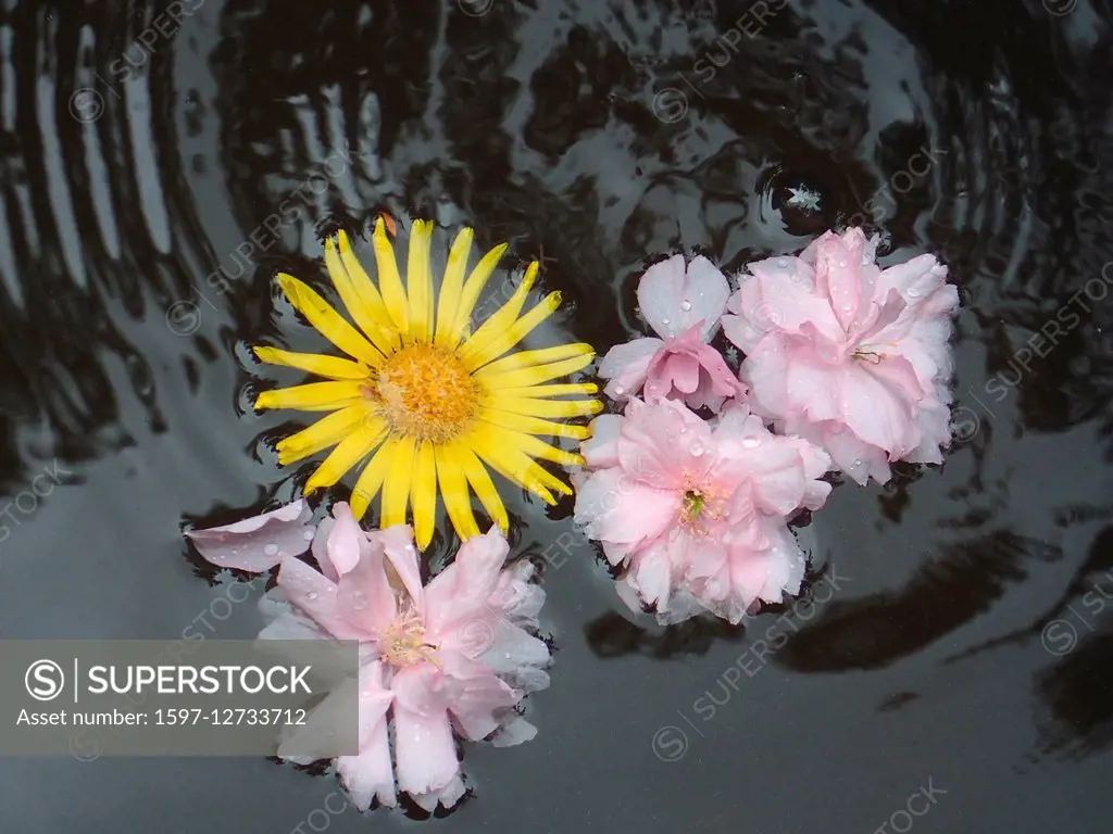 petals in water