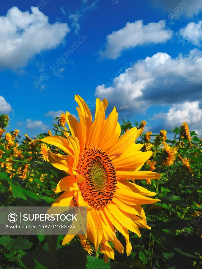 sunflower and clouds