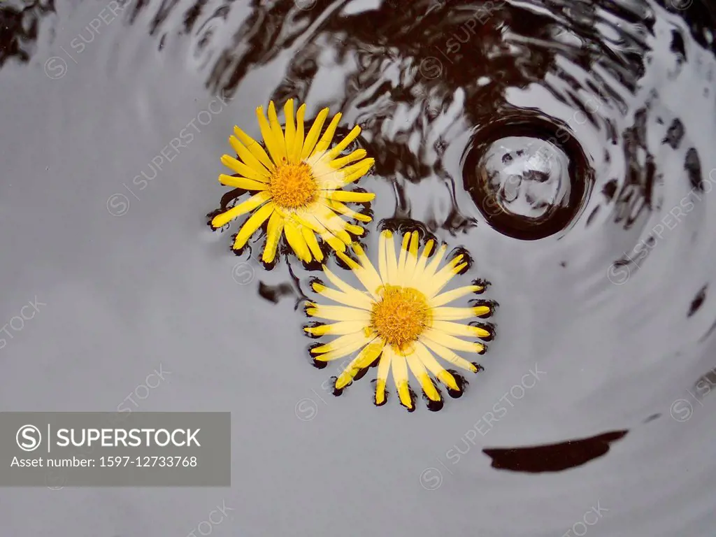 petals in water
