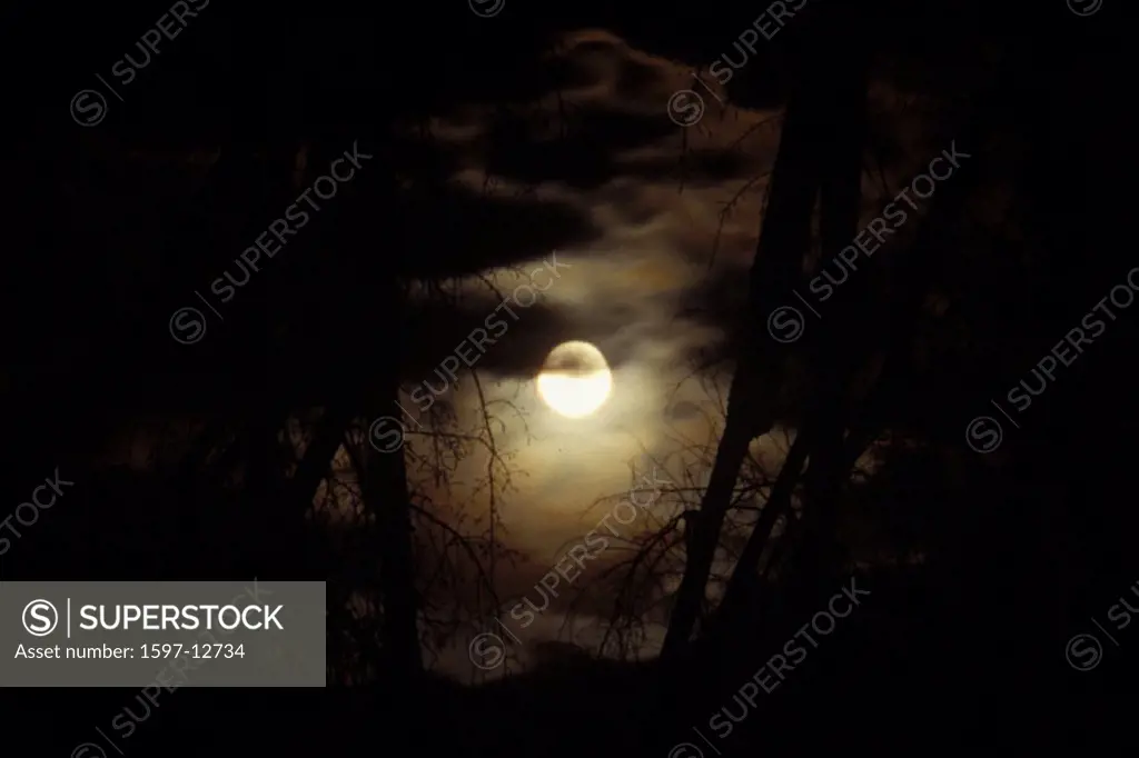 at night, branches, clouds, full moon, knots, moon, nature, night, silhouettes, sky, trees