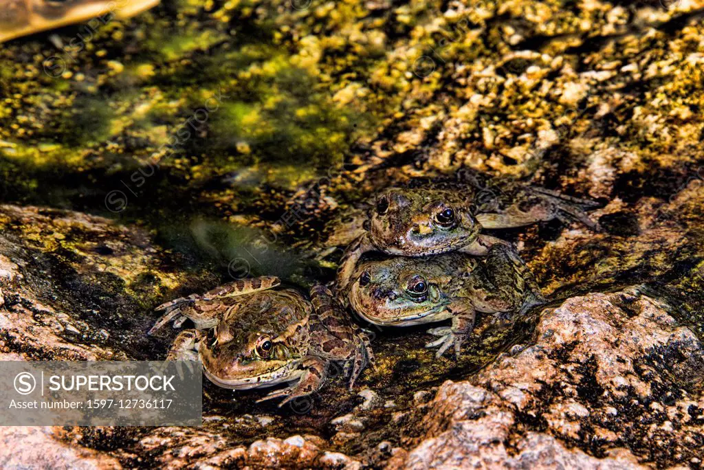lowland leopard frog, rana lithobates yavapaiensis,