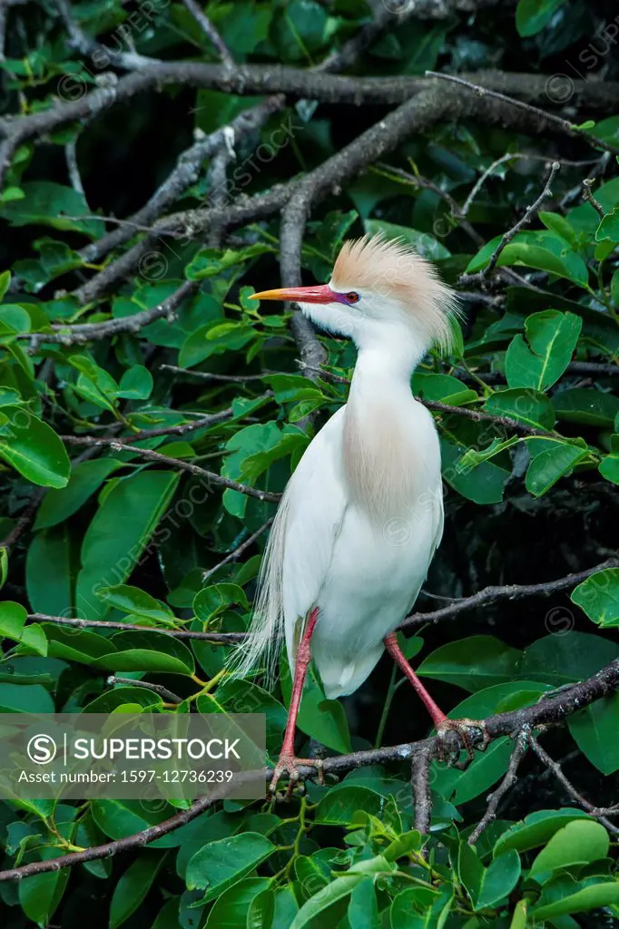 cattle egret, Bubulcus ibis,
