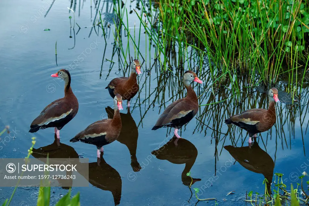 black bellied whistling duck,