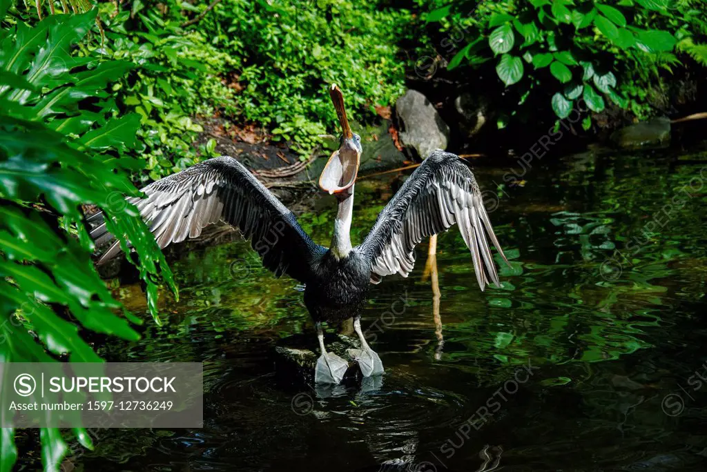 brown pelican, pelecanus occidentalis,