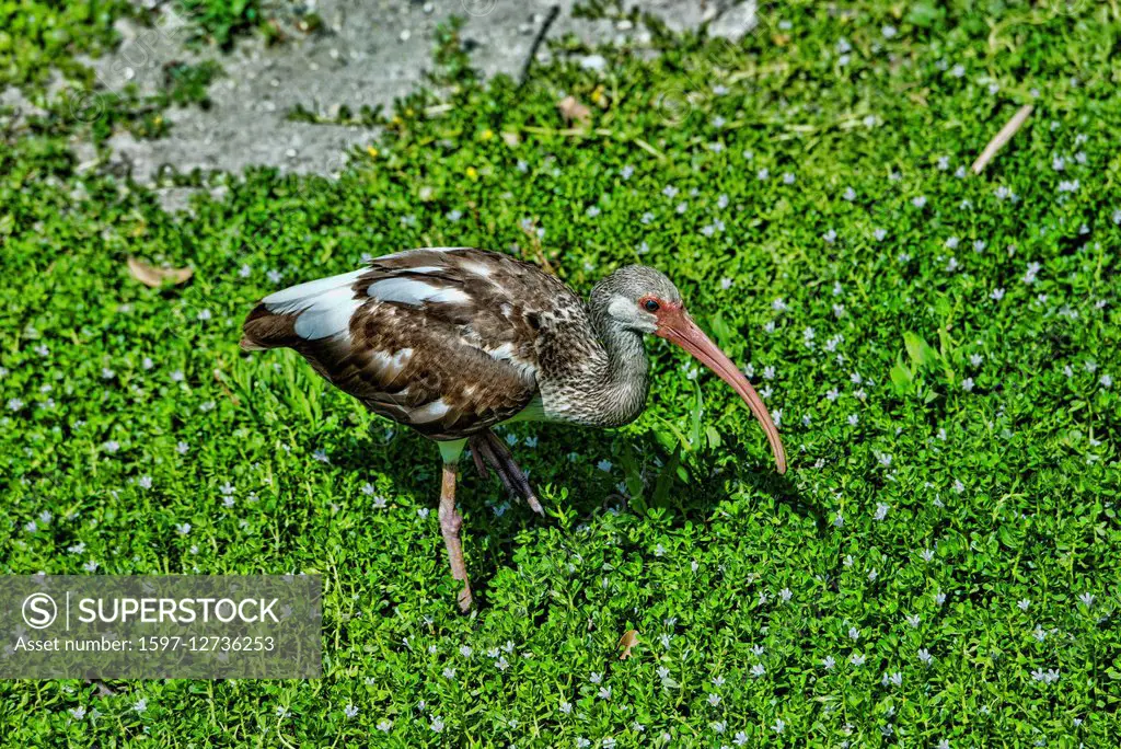white ibis, eudocimus albus,