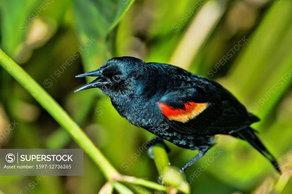 red winged blackbird, Agelaius phoeniceus,