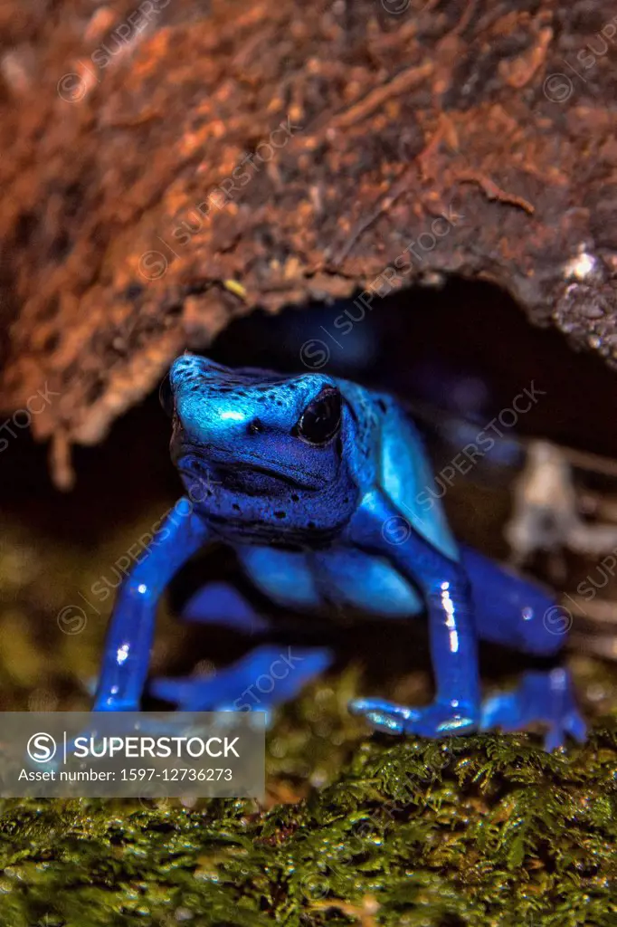 blue poison dart frog, dendrobates azureus
