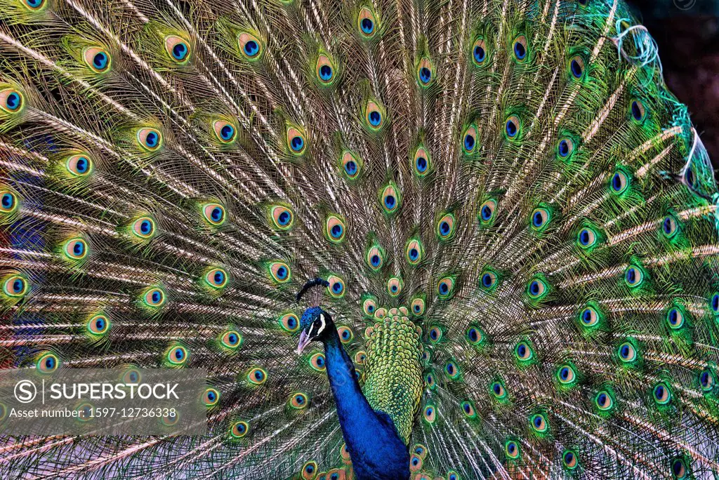 indian peafowl, pavo cristatus, bird