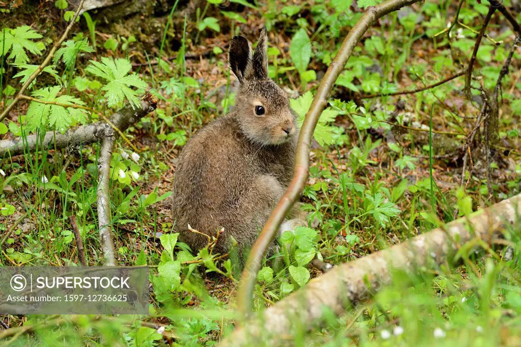 Blue Haae, Mountain Hare, Lepus timidus,