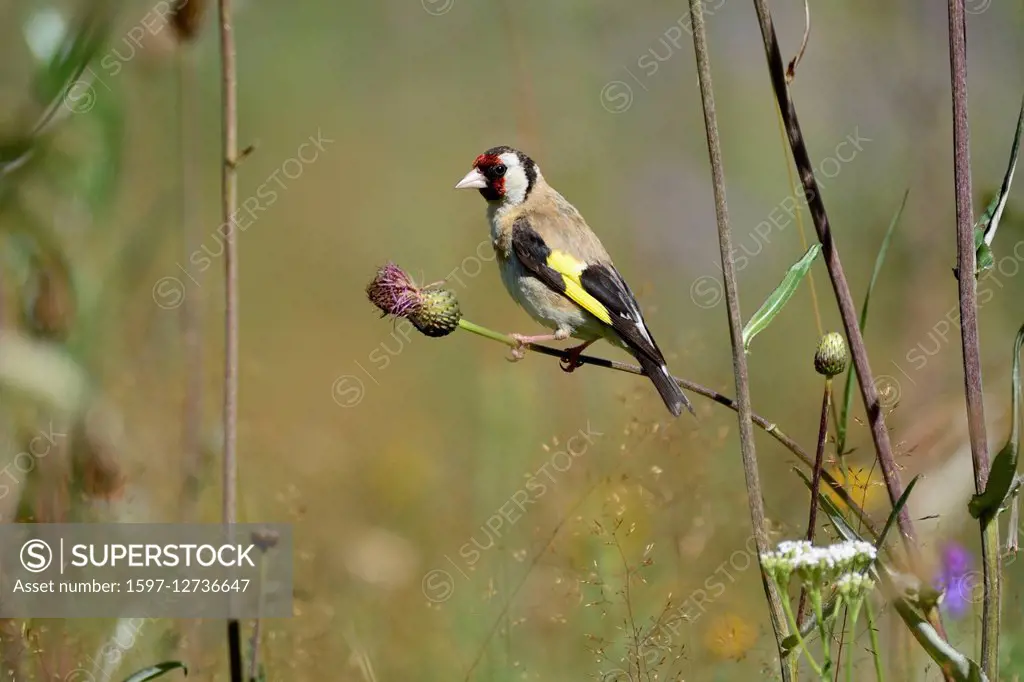European Goldfinch, Carduelis carduelis,
