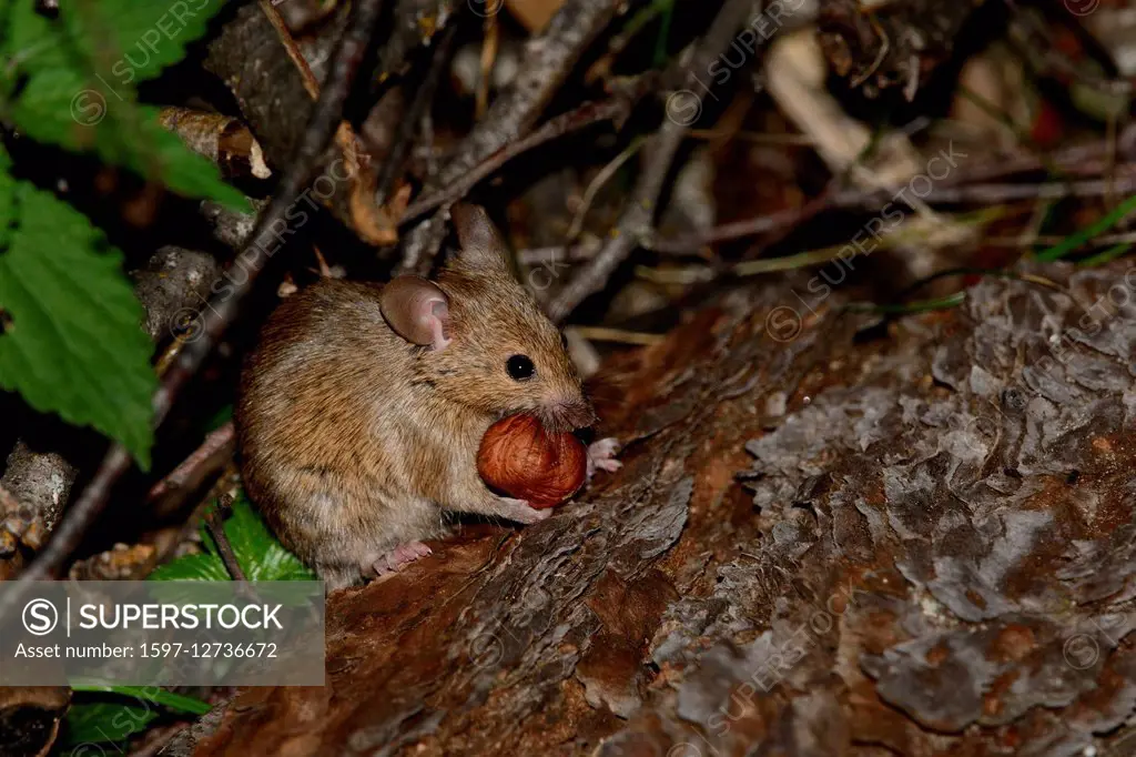 Yellow-necked mouse, Apodemus flavicollis,