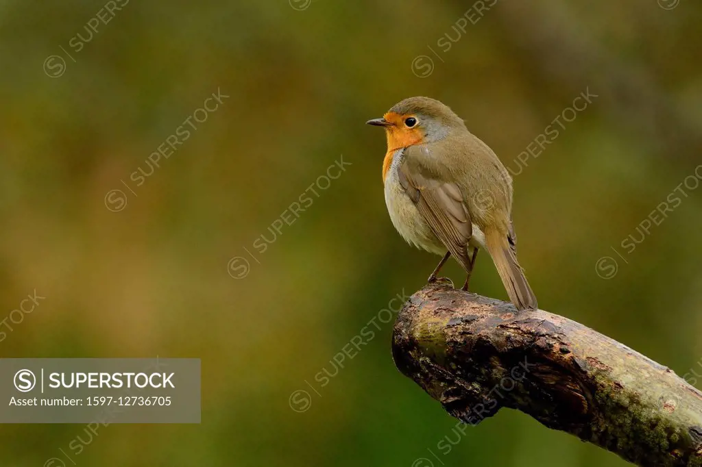 European Robin, Erithacus rubecula,